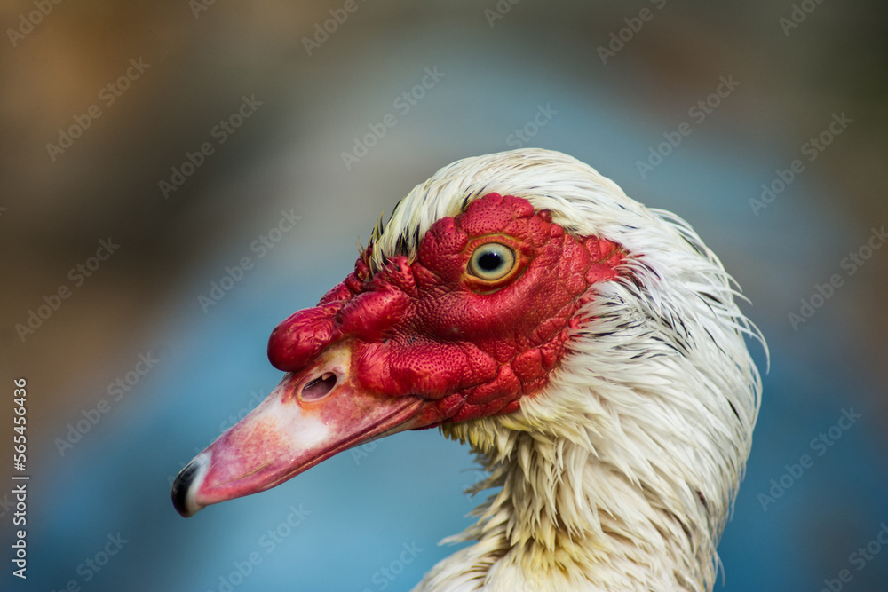 Naklejka premium close up of a duck