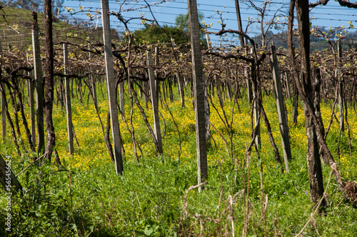 Vineyard in brazil with a blue sky in the background