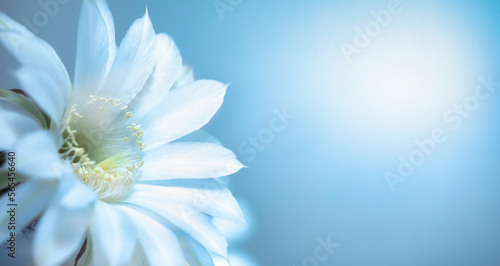 One white cactus flower on a light background