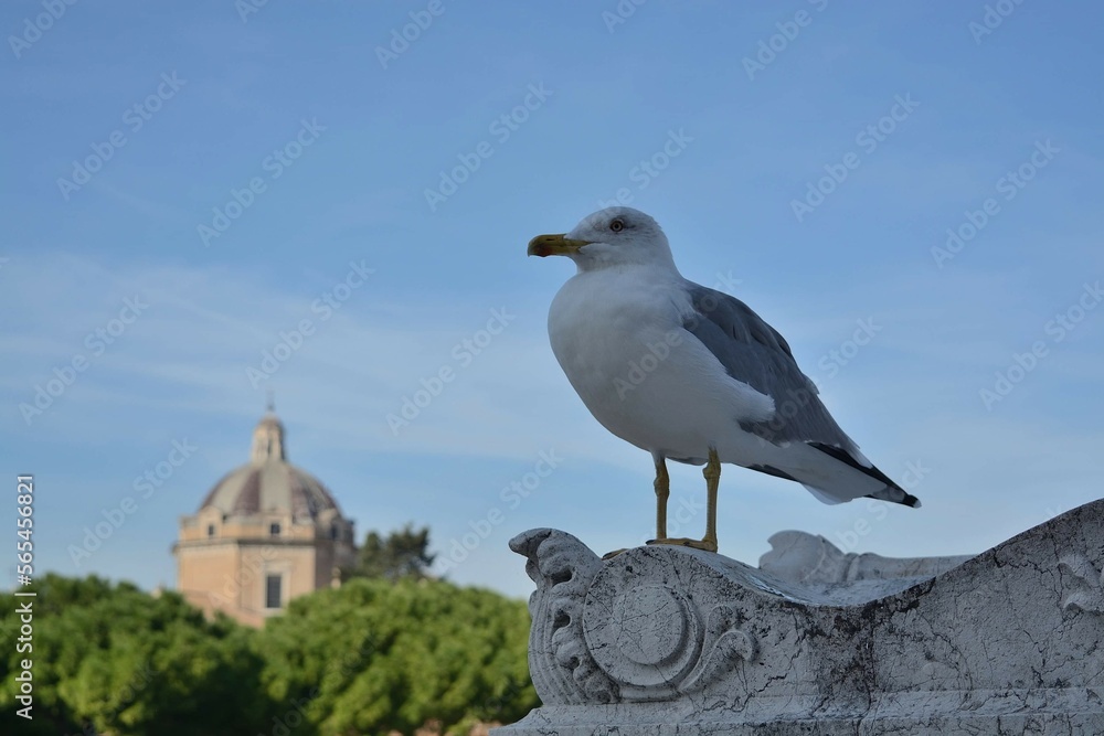 Obraz premium seagull on the pier