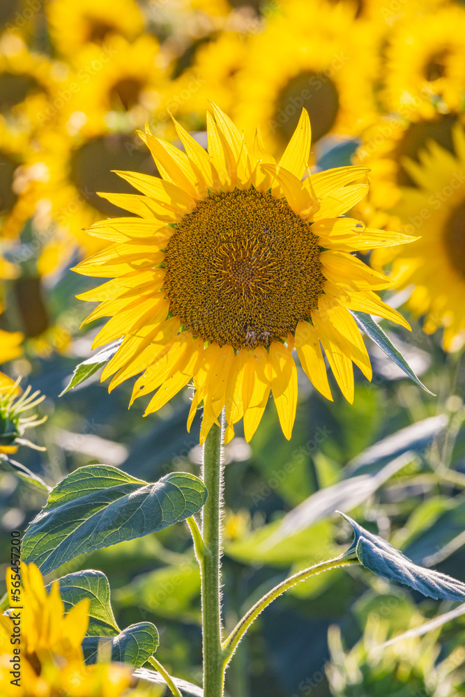 Obraz premium Field of sunflowers in Provence.