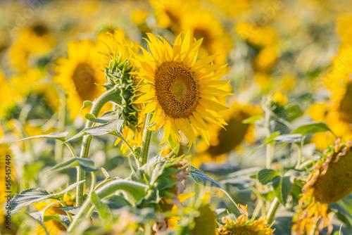Field of sunflowers in Provence.