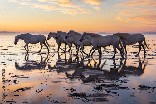 Herd of Camargue horses in the marshes at dawn.
