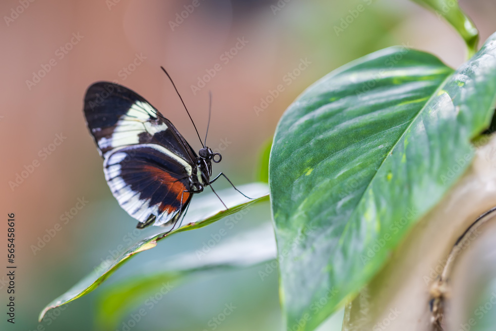 A beautiful large colorful butterfly in its natural habitat. A beautiful large colorful butterfly in its natural habitat.