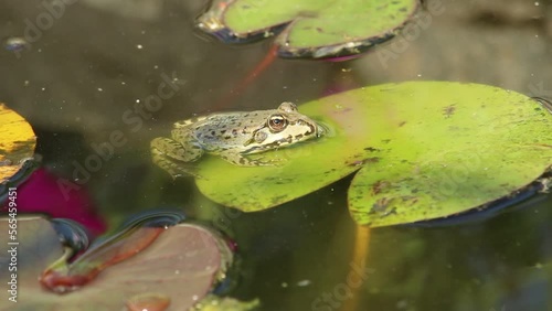 Green (European or water) frog on  waterlily leaf