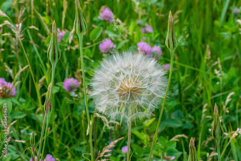 Fototapeta premium White Fluff Of The Dandelion Flower Gone To Seed