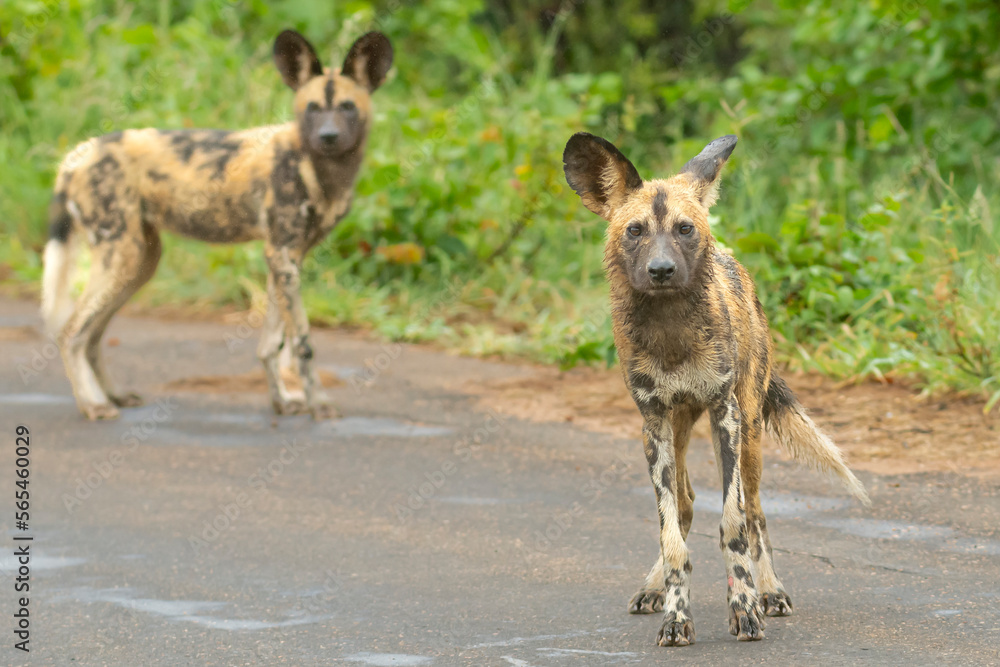 Fototapeta premium Pack of african wild dogs - Lycaon pictus - walking on ground with green vegetation in background. Photo Kruger National Park in South Africa close to Punda Maria Rest Camp.
