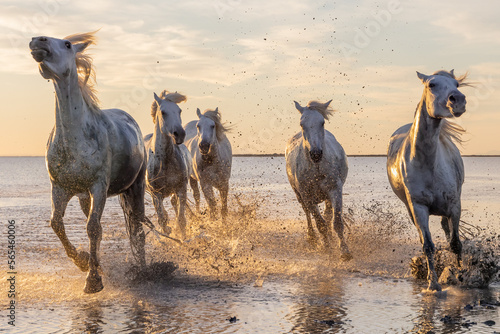 Fototapeta Naklejka Na Ścianę i Meble -  Camargue horses running through water at sunrise.