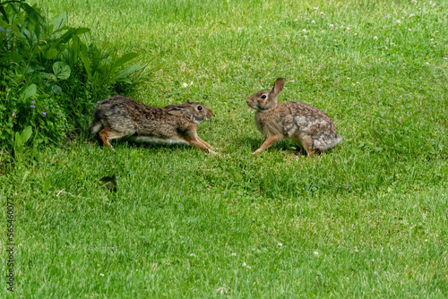 Two Wild Cottontail Rabbits Playing In The Grass In Summer
