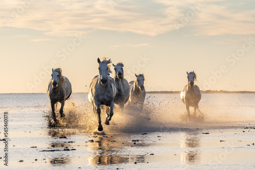 Canvas-taulu Camargue horses running through water at sunrise.