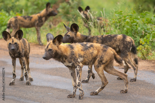Pack of african wild dogs - Lycaon pictus - walking on ground with green vegetation in background. Photo Kruger National Park in South Africa close to Punda Maria Rest Camp.