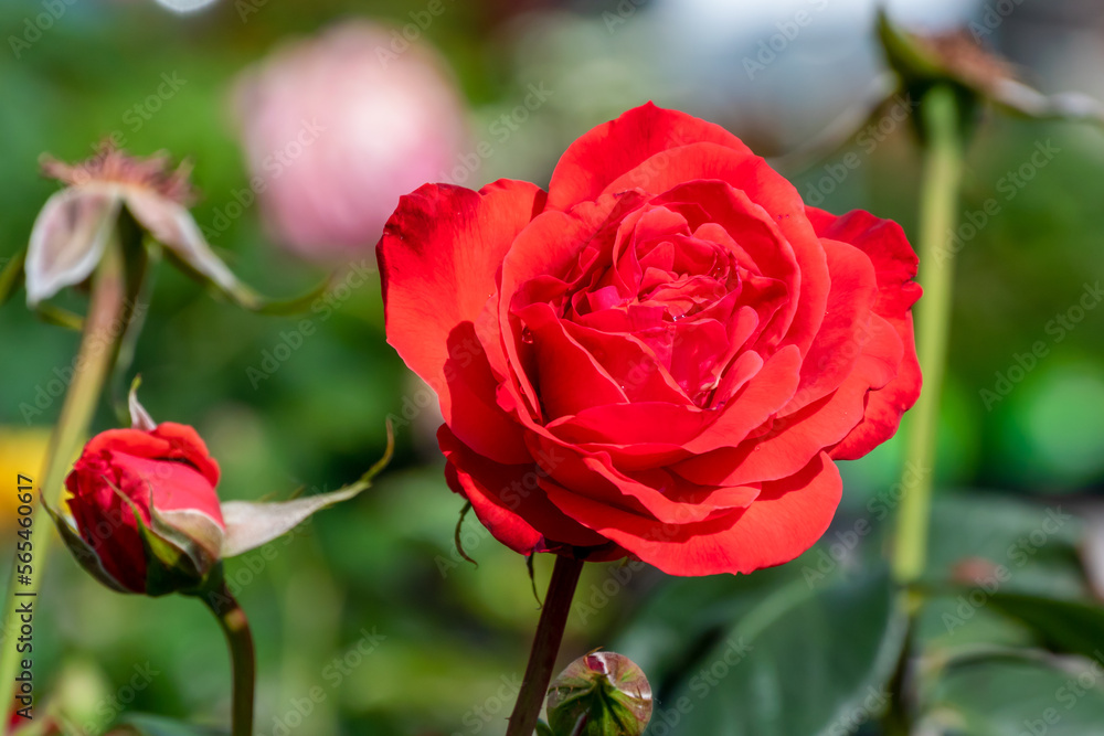 Red Shrub Roses Growing In The Garden In Summer Red Shrub Roses Growing In The Garden In Summer