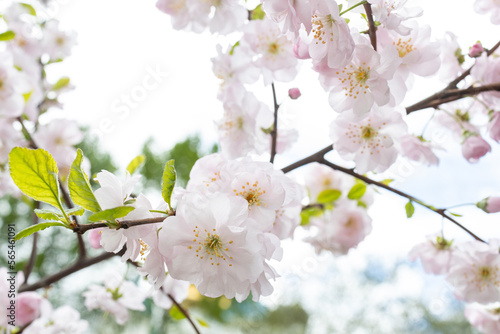 beautiful flowers on a branch of an apple tree against the background of a blurred garden © elenarostunova