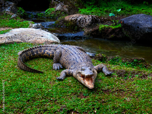 Crocodile on guard