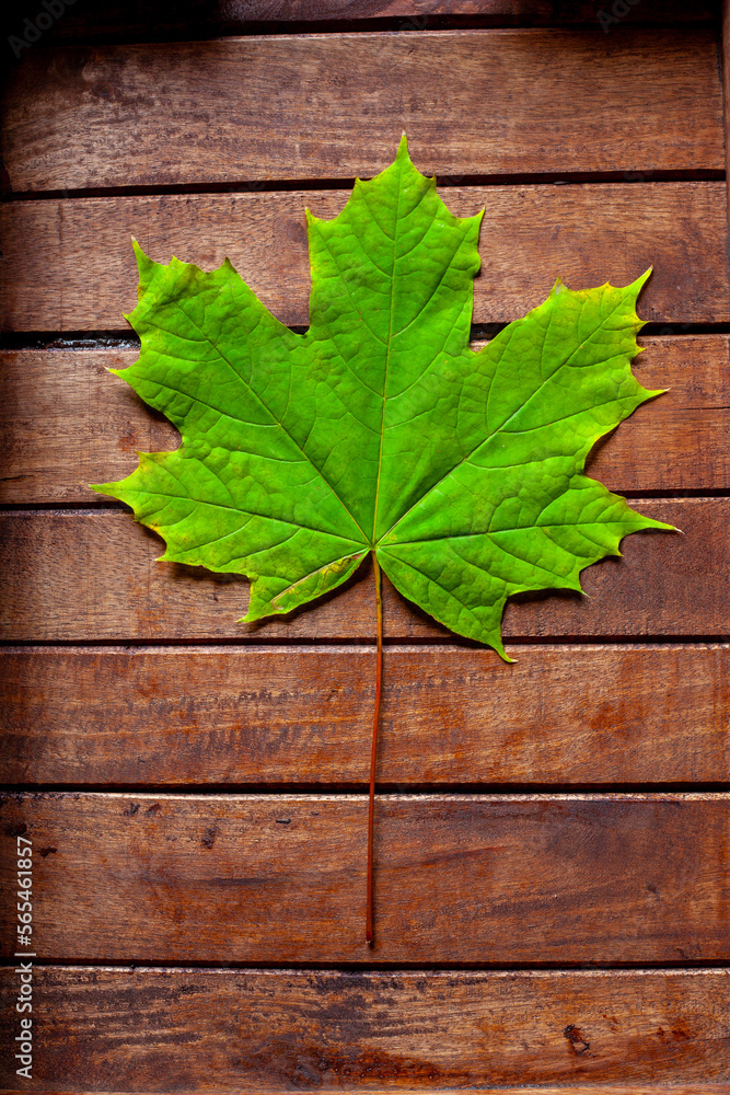 My unique Autumn leaf collection with a wide variety of backgrounds ready to be used. This collection is very unique and very natural as well. My unique Autumn leaf collection with a wide variety of backgrounds ready to be used. This collection is very unique and very natural as well.