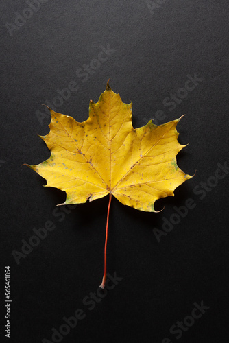 My unique Autumn leaf collection with a wide variety of backgrounds ready to be used. This collection is very unique and very natural as well.
