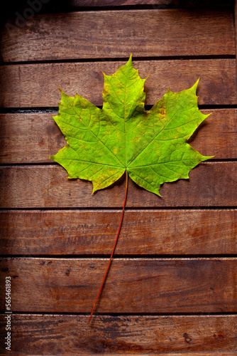 My unique Autumn leaf collection with a wide variety of backgrounds ready to be used. This collection is very unique and very natural as well.