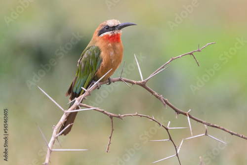 Obraz na plátne White-fronted bee-eater - Merops bullockoides- perched with green background