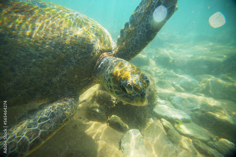 Fototapeta premium Turtle