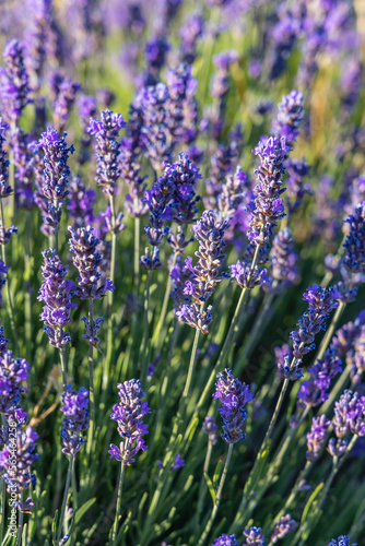 Fototapeta Naklejka Na Ścianę i Meble -  Close up of lavendar growing in the south of France.