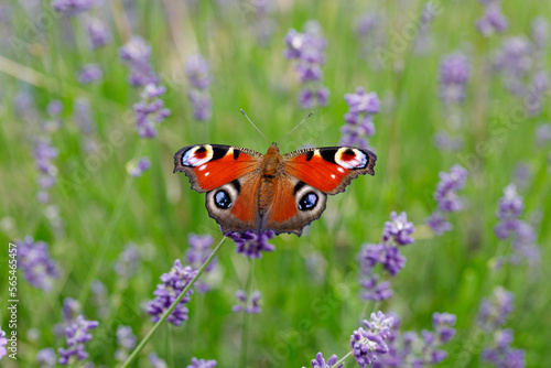 european peacock sitting on a lavender blossom 