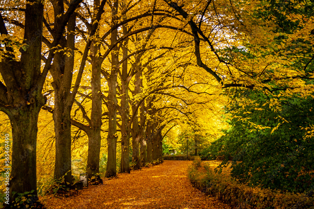 A path covered by autumn leaves. On the left are old trees