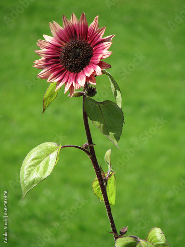 sunflower with red leaves stands in front of green meadow.