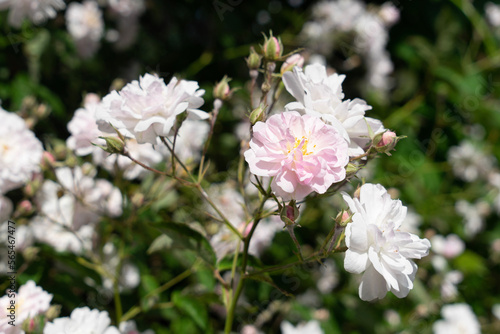 Rambler-Rose Pauls Himalayan Musk, Blüten-Büschel nah