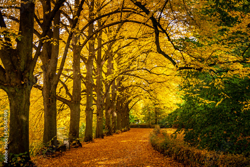 A path covered by autumn leaves. On the left are old trees