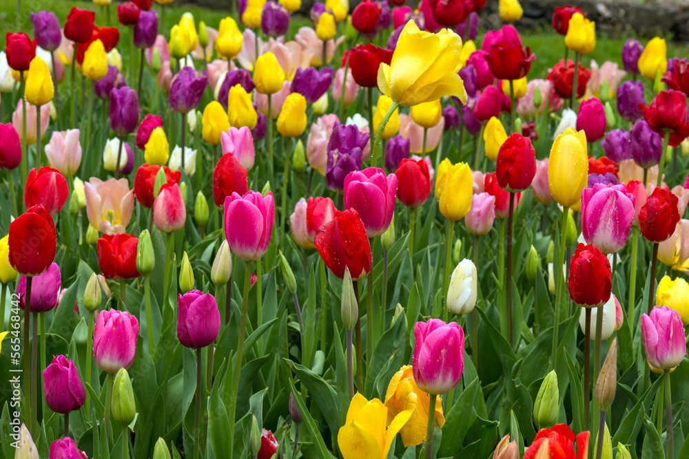 field of tulips