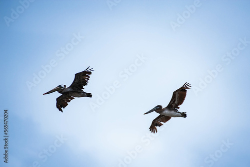 pelicans male and female in motion on blue sky  at Cape Disappointment State Park, Washington state, USA © Pierrette Guertin