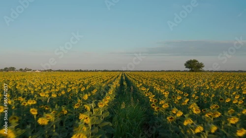 4K Drone video of blooming sunflower field in rural Wichita Kansas Midwest in the morning