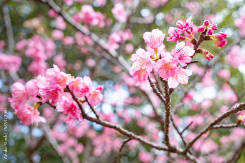 沖縄で日本一早く開花するピンク色の寒緋桜の花 