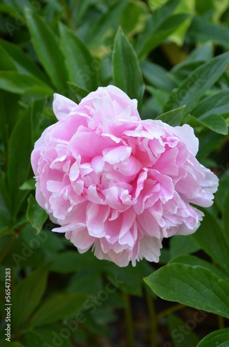 Pink peony flower with its dark green foliage  close up.