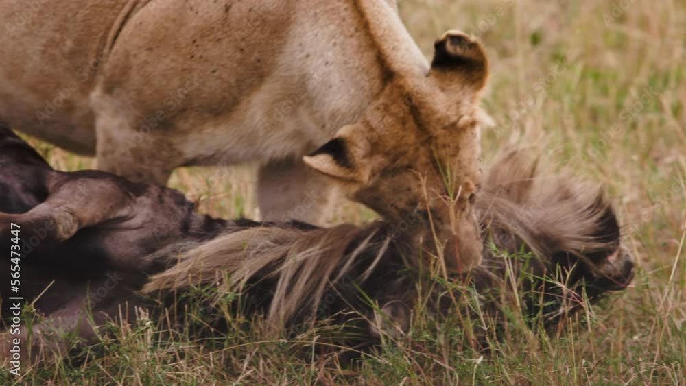 Close up tired lioness with bloody killed wildebeest in desert of Kenya. Shooting near predatory dangerous female lion. Unique documentary shots in collection about wild lion. Close up tired lioness with bloody killed wildebeest in desert of Kenya. Shooting near predatory dangerous female lion. Unique documentary shots in collection about wild lion.