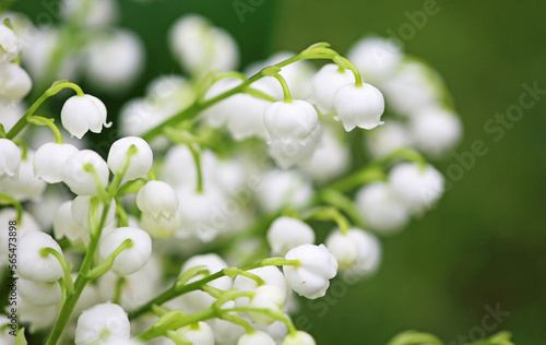 White Convallaria close up