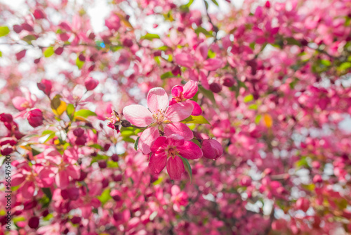 pink apple blossom flowers © serhii