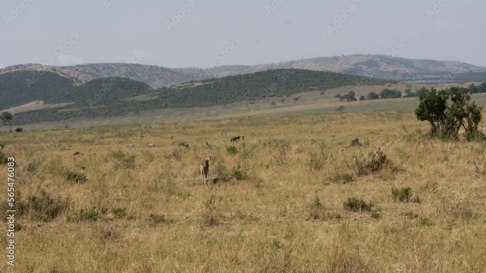Cheetah walks calmly across plain on background of mountains in Kenya. Cheetah is fastest animal in world of wildlife. More video about life of this dangerous predator in collection. Cheetah walks calmly across plain on background of mountains in Kenya. Cheetah is fastest animal in world of wildlife. More video about life of this dangerous predator in collection.