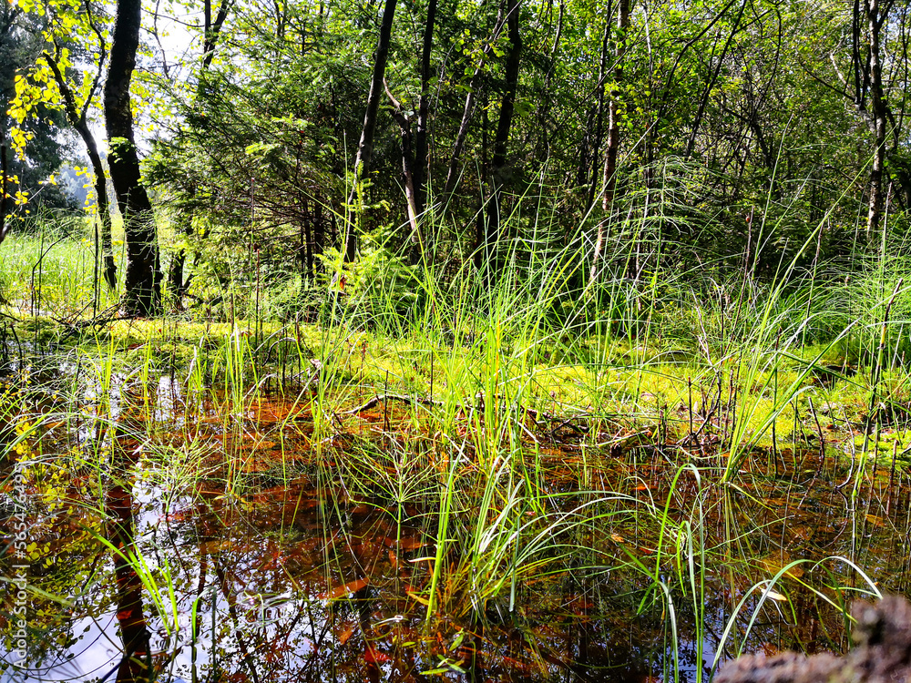 Obraz premium Daylight shot of a boggy landscape in Upper Bavaria