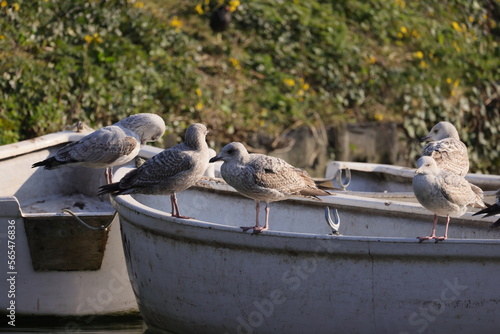 A group of seagulls is standing on small boats
