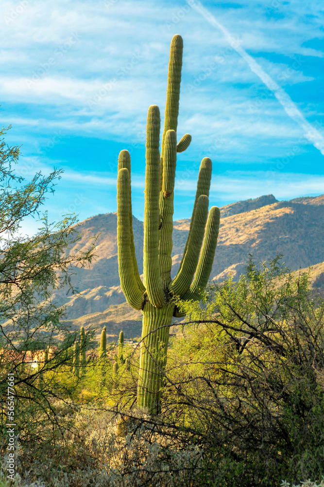 Saguaro cactus with towering moutain background with blue sky and puffy clouds with foreground shrubs and plants
