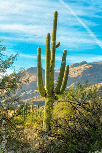 Saguaro cactus with towering moutain background with blue sky and puffy clouds with foreground shrubs and plants