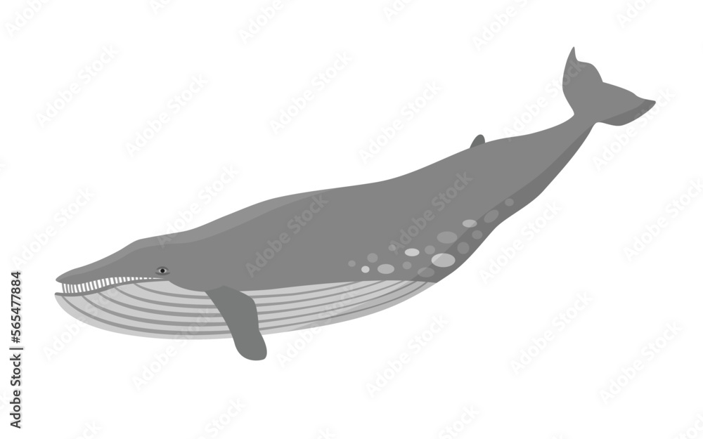 Blue whale vector illustration. Marine mammal, world's largest animal. Blue whale vector illustration. Marine mammal, world's largest animal.