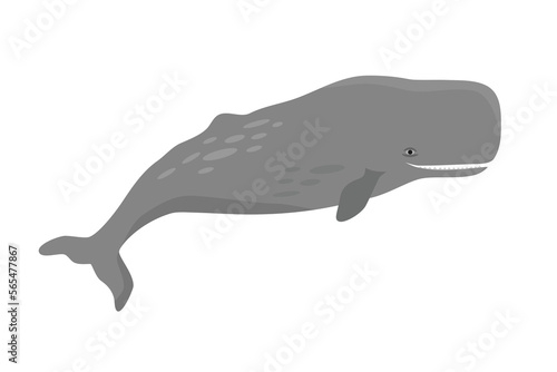 Cachalot or Sperm whale vector illustration. photo