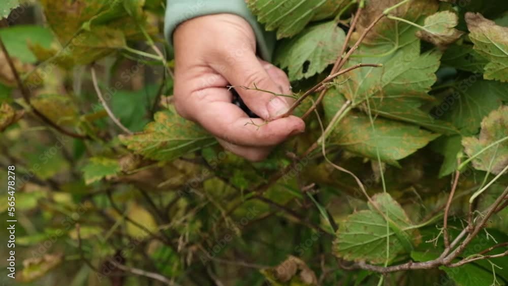 An elderly gardener woman collects black currant berries in her garden. Household, vegetable garden. Life in the village. An elderly gardener woman collects black currant berries in her garden. Household, vegetable garden. Life in the village.