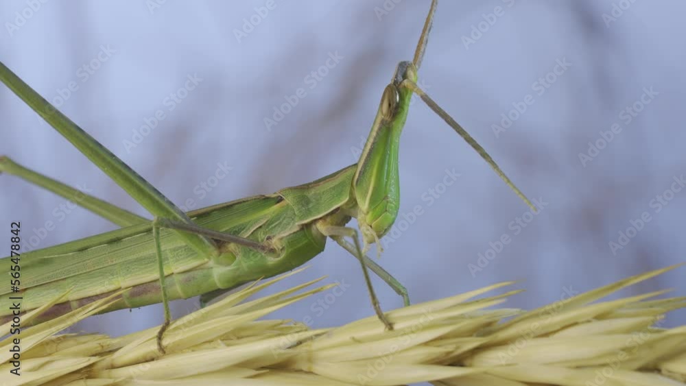 Close-up of Giant green slant-face grasshopper Acrida sits on spikelet wiggling its antennae against the grass and blue sky background. Close-up of Giant green slant-face grasshopper Acrida sits on spikelet wiggling its antennae against the grass and blue sky background.