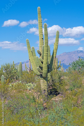 Many Armed Saguaro in the Desert
