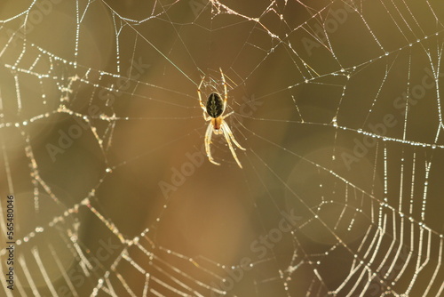 small spider in its nest on a yellow background