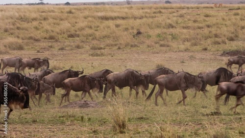 Wildebeest migration in desert plain of Kenya. Wildebeest are an important food source for predatory animals inhabiting savanna. Unique videos taken during safari. Footage in collection about photo