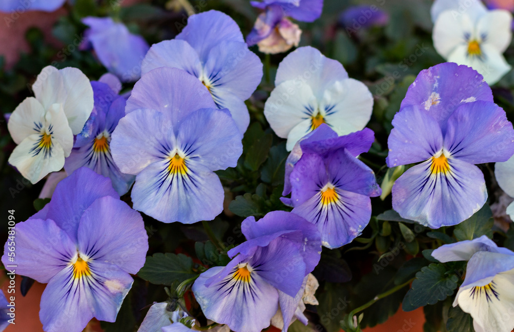 Pensamientos de varios colores